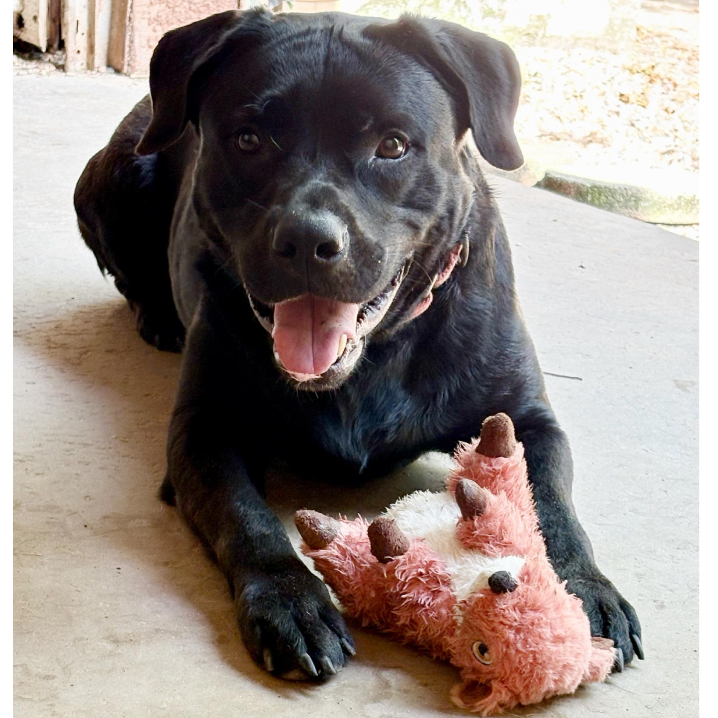 Coda, an adoptable Black Labrador Retriever in Kingwood, TX, 77325 | Photo Image 1