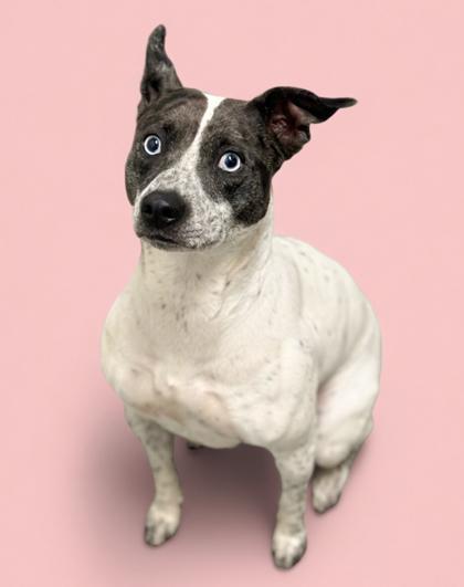 Enlarge Lilly, a Adoptable mixed breed in Bowling Green, KY image 1/1