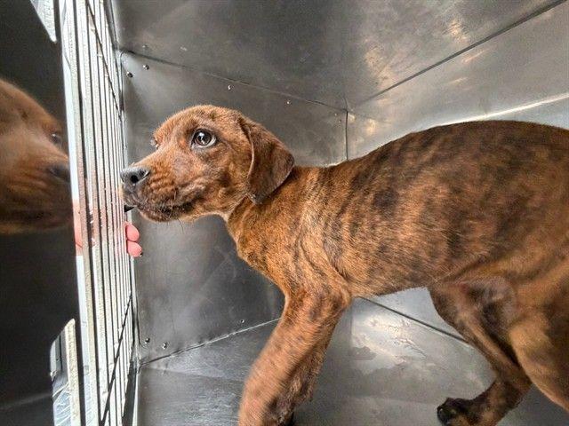 Enlarge Brindle, a ADOPTABLE mixed breed in Portland, ME image 1/1