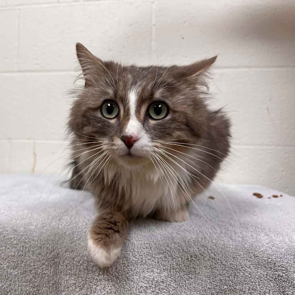 Jasper, Adoptable, Adult Male Domestic Medium Hair.