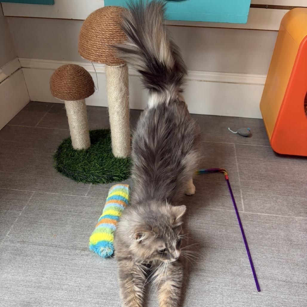 Jasper, a Adoptable Domestic Medium Hair in Harrisonburg, VA image 2/5