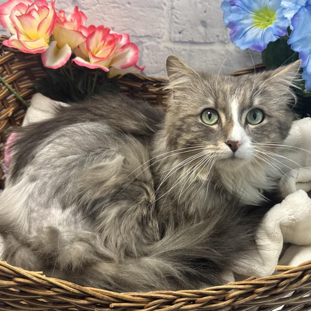 Jasper, a Adoptable Domestic Medium Hair in Harrisonburg, VA image 3/5
