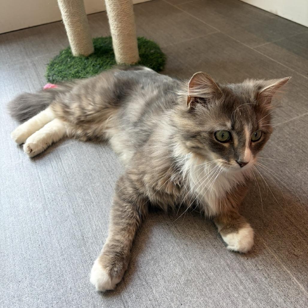 Jasper, a Adoptable Domestic Medium Hair in Harrisonburg, VA image 4/5