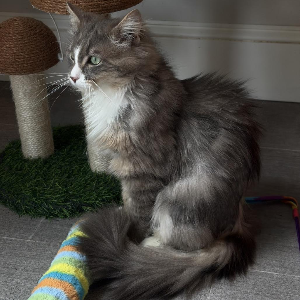 Jasper, a Adoptable Domestic Medium Hair in Harrisonburg, VA image 5/5