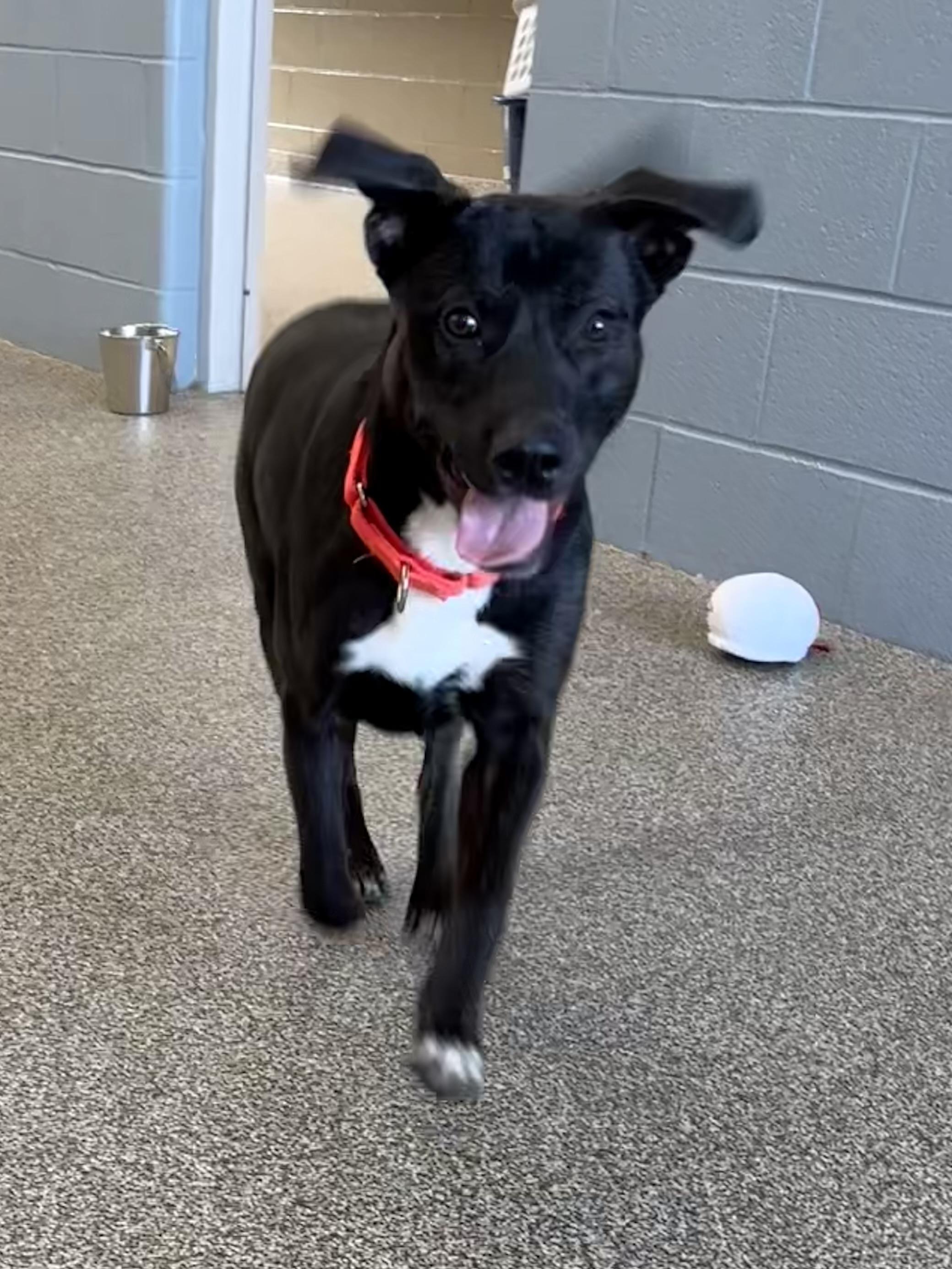 Adam, ADOPTABLE, Adult Male Labrador Retriever & German Shepherd Dog.