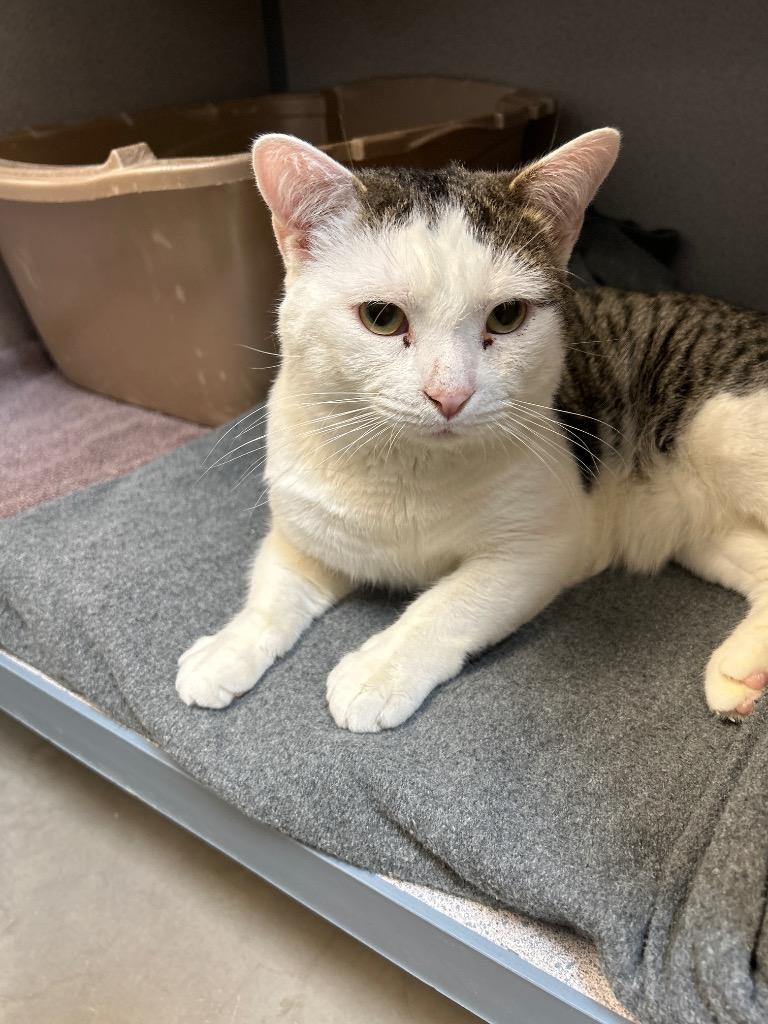 Taco Paco, Adopted, Adult Male Domestic Short Hair.