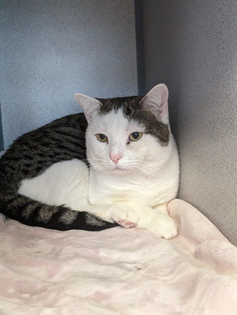 Taco Paco, a Adopted mixed breed in Liverpool, NY image 2/3