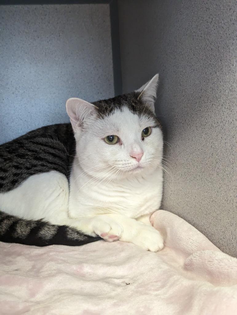 Taco Paco, a Adopted mixed breed in Liverpool, NY image 3/3