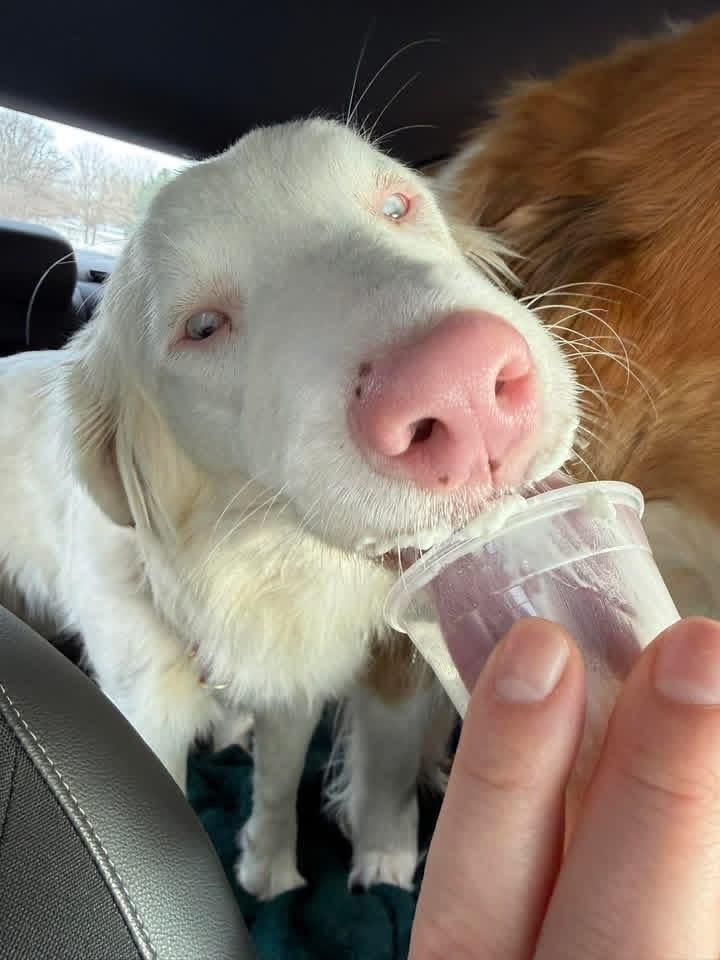 Roya — thumbnail 2