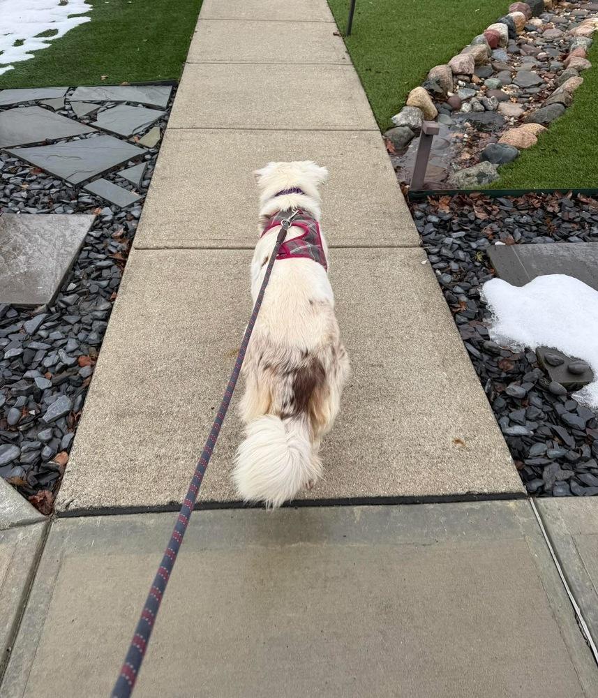 Roya — thumbnail 3