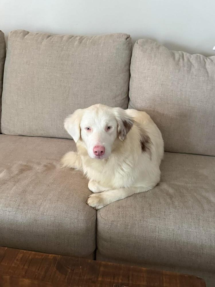 Roya — thumbnail 4