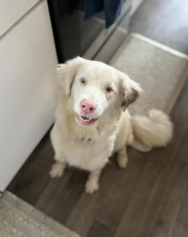 Roya — thumbnail 5