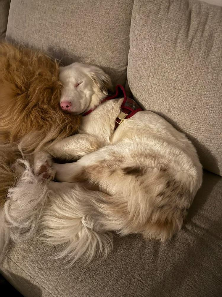 Roya — thumbnail 6