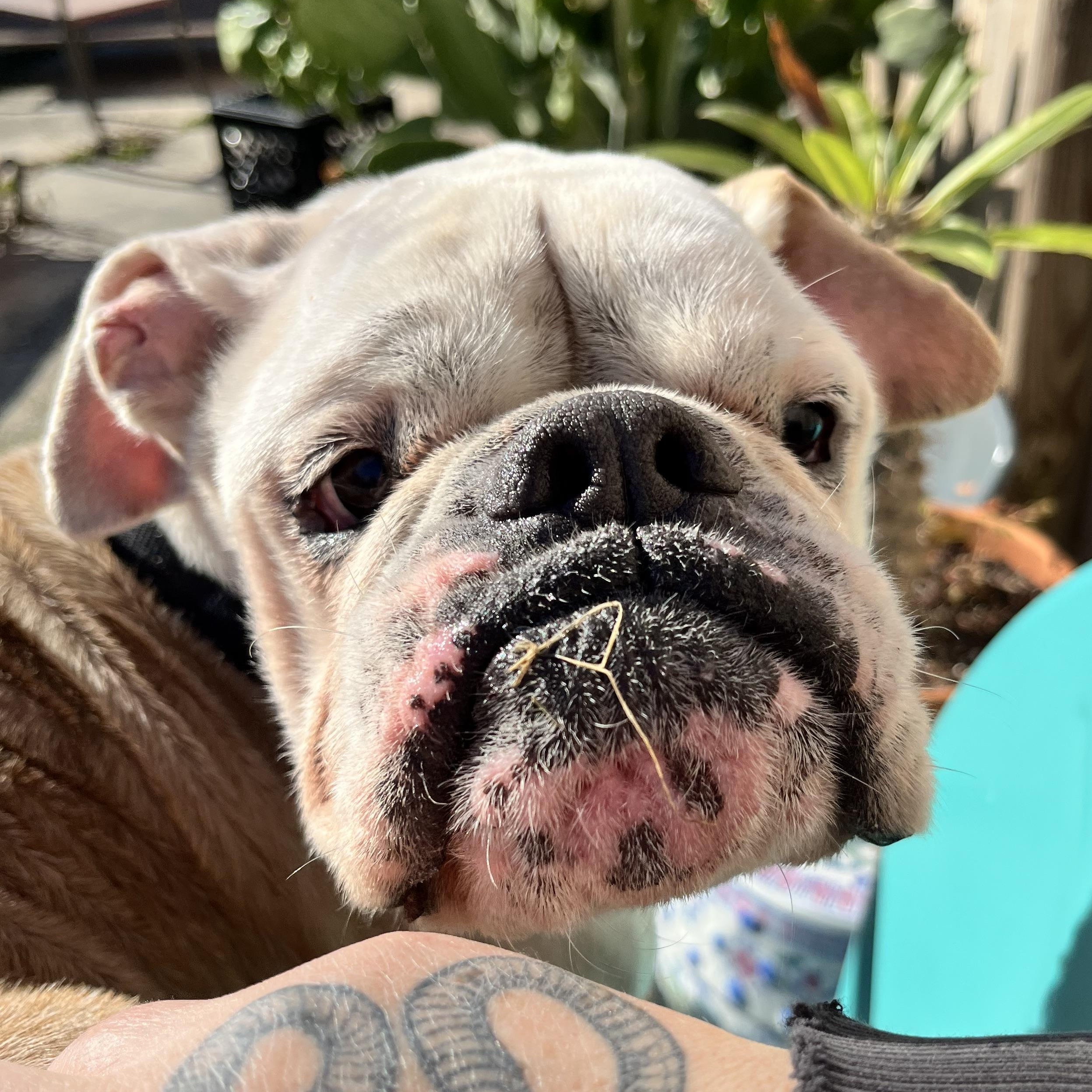 Noodles McSadFace