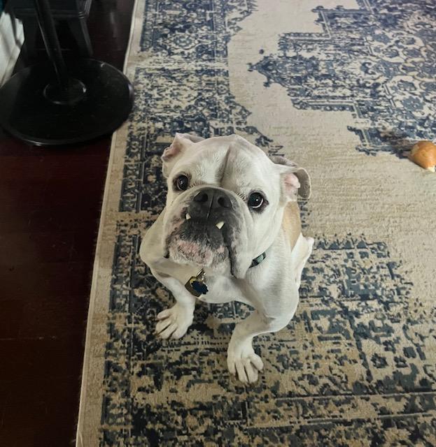 Noodles McSadFace