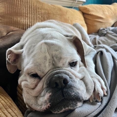 Noodles McSadFace