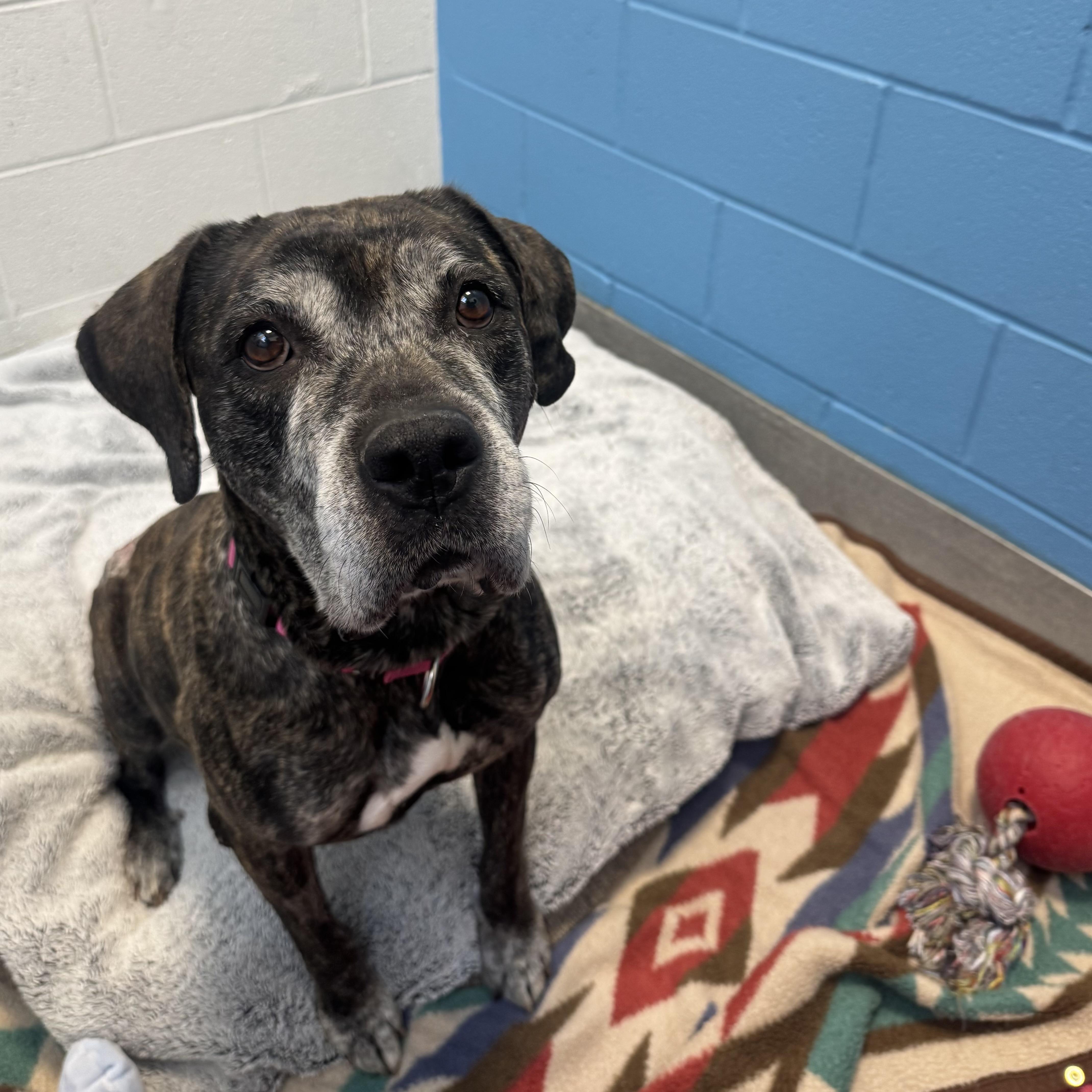 Enlarge Keke, a ADOPTABLE Cane Corso in Hilliard, OH image 1/1