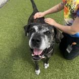 Keke, a ADOPTABLE Cane Corso in Hilliard, OH image 3/4