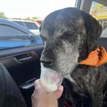 Keke, a ADOPTABLE Cane Corso in Hilliard, OH image 4/4