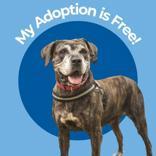 Keke, ADOPTABLE, Senior Female Cane Corso.
