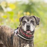 Keke, a ADOPTABLE Cane Corso in Hilliard, OH image 2/4