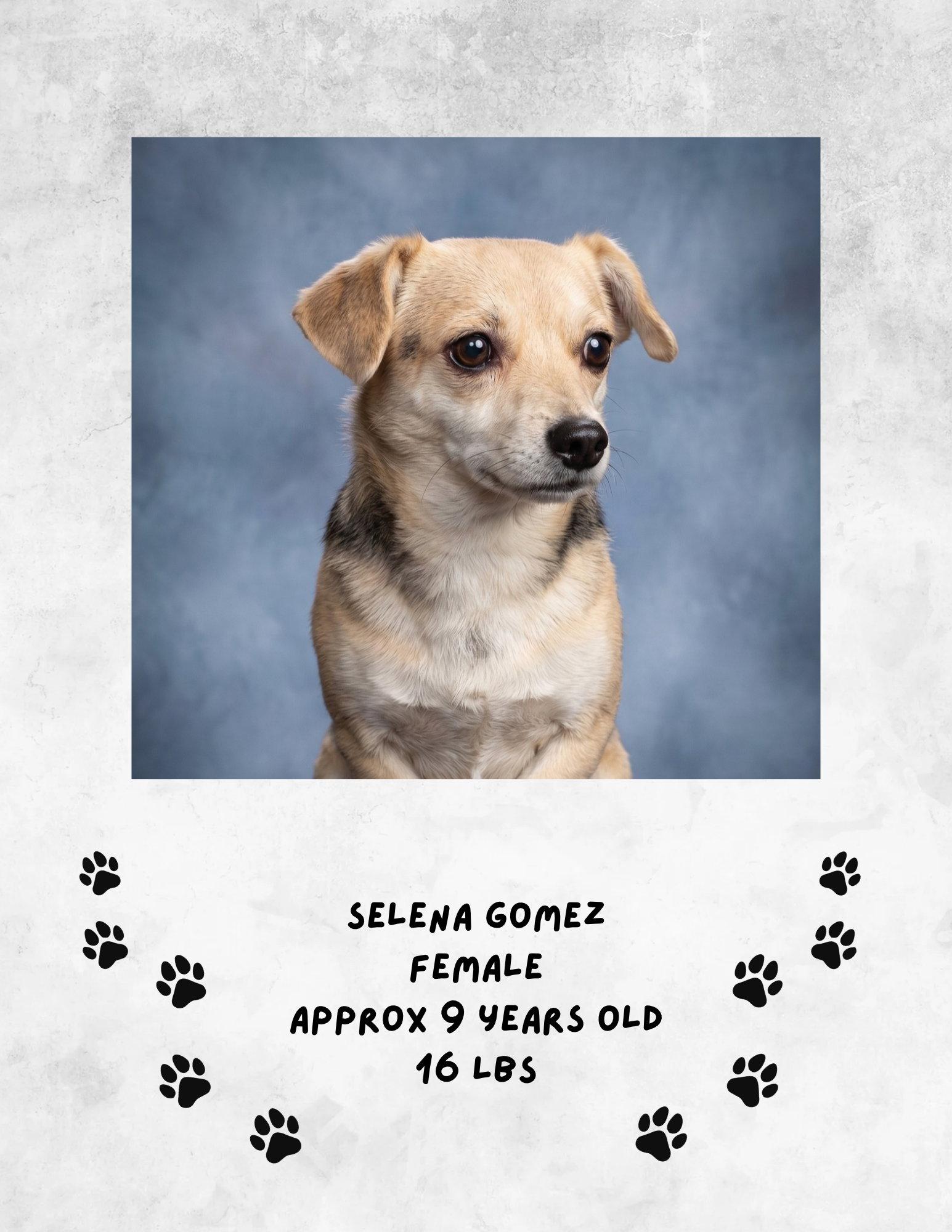 Enlarge Selena Gomez, a Adoptable Chihuahua in Las Vegas, NM image 1/1