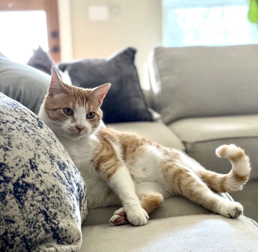 Owen — thumbnail 2