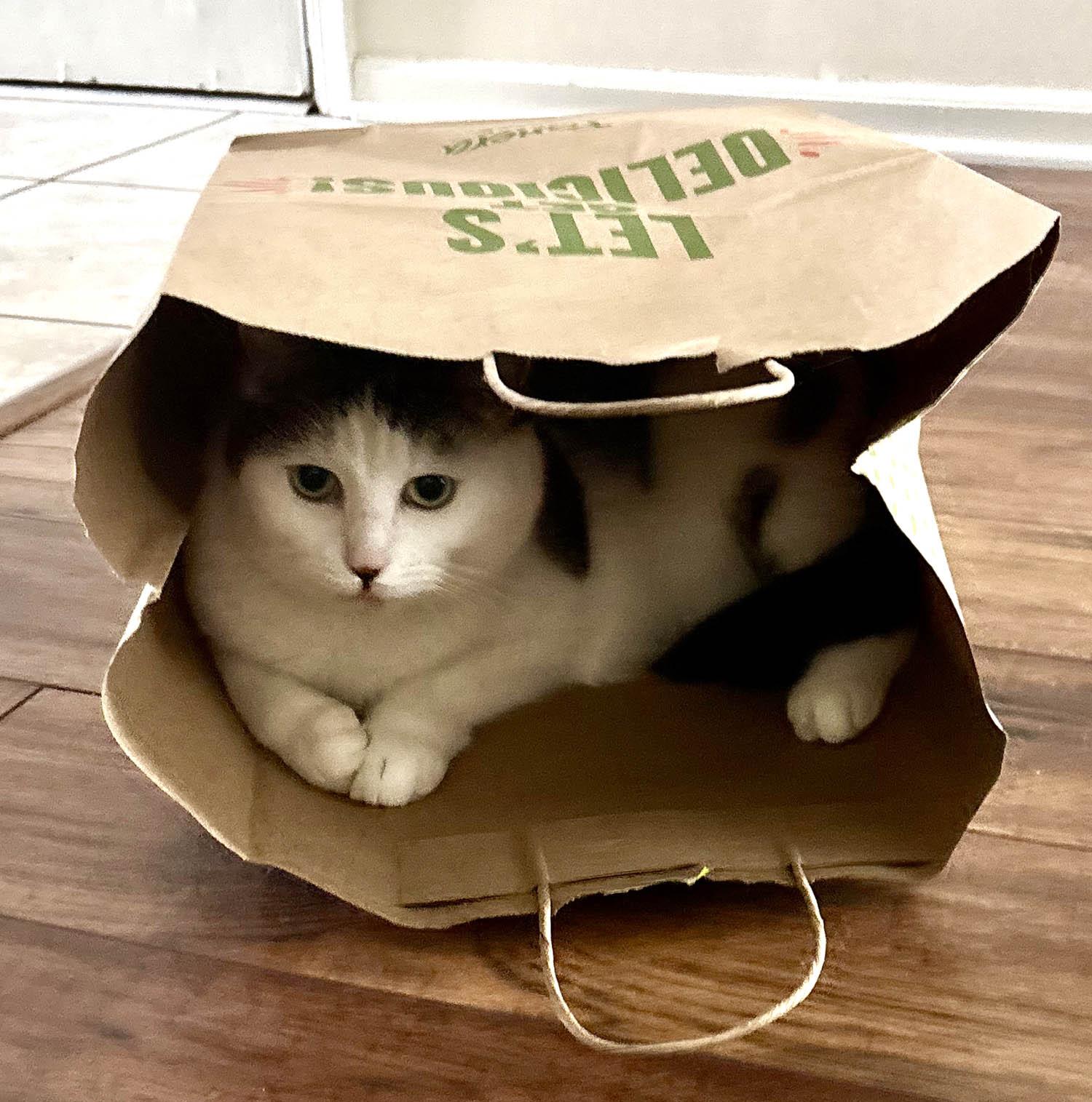 Clyde — thumbnail 2