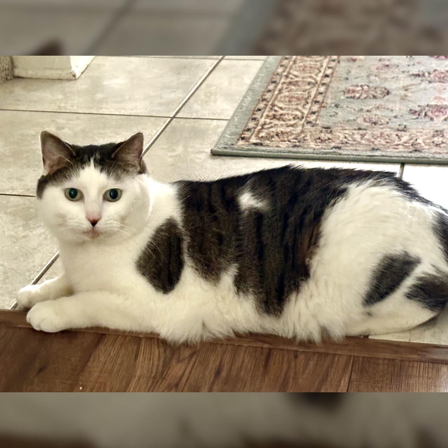 Clyde — thumbnail 3