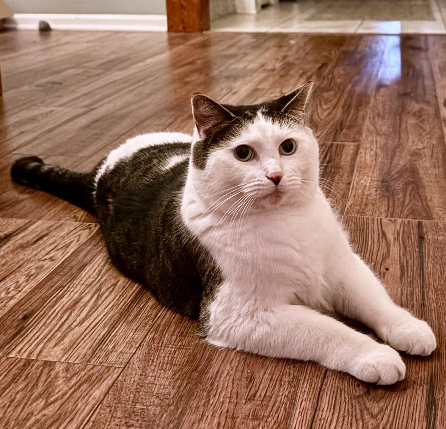 Clyde — thumbnail 4