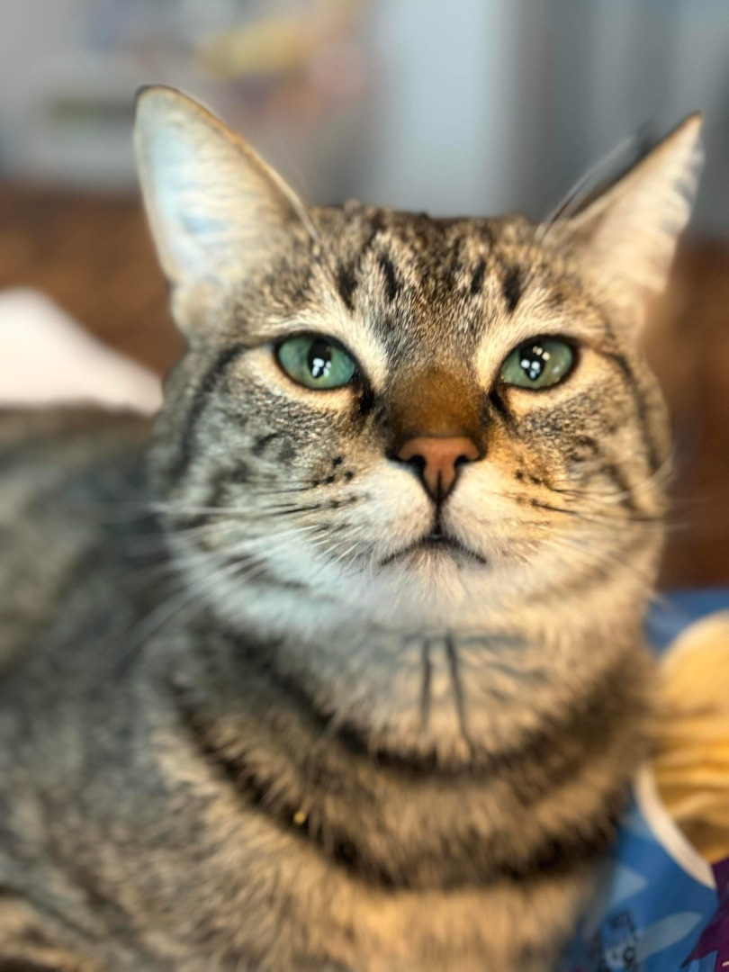 Twist, a Adoptable mixed breed in Blaine, MN image 1/8