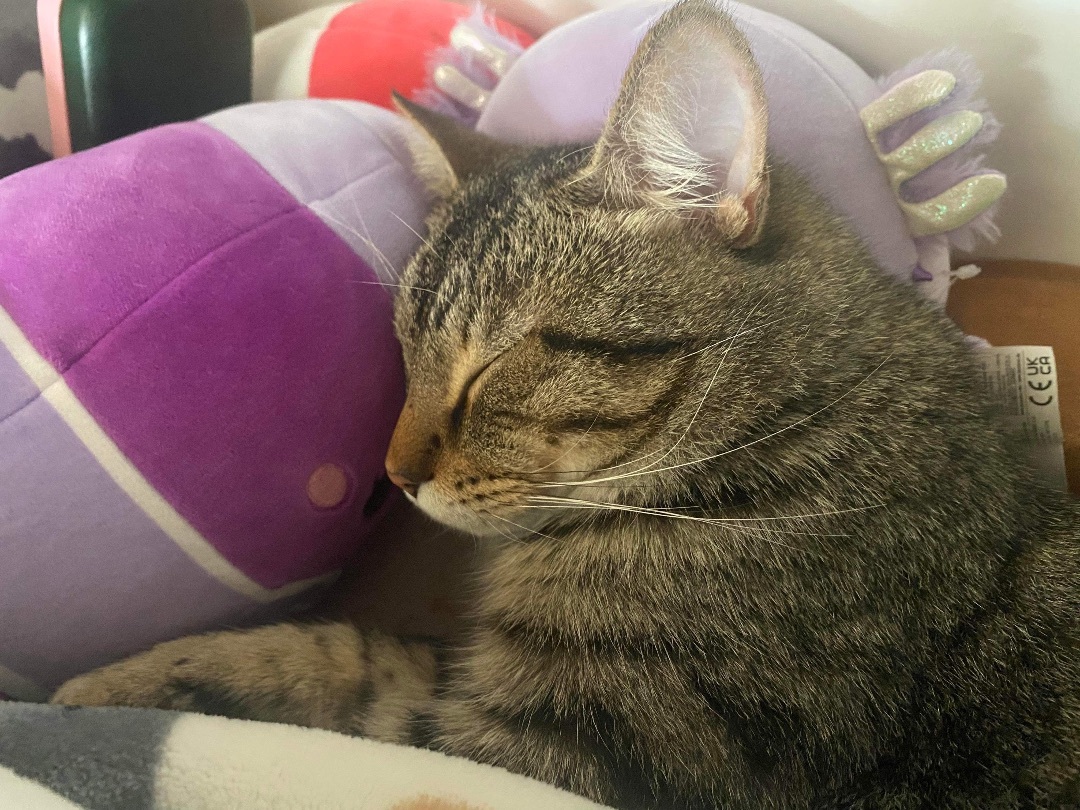 Twist, a Adoptable mixed breed in Blaine, MN image 5/8