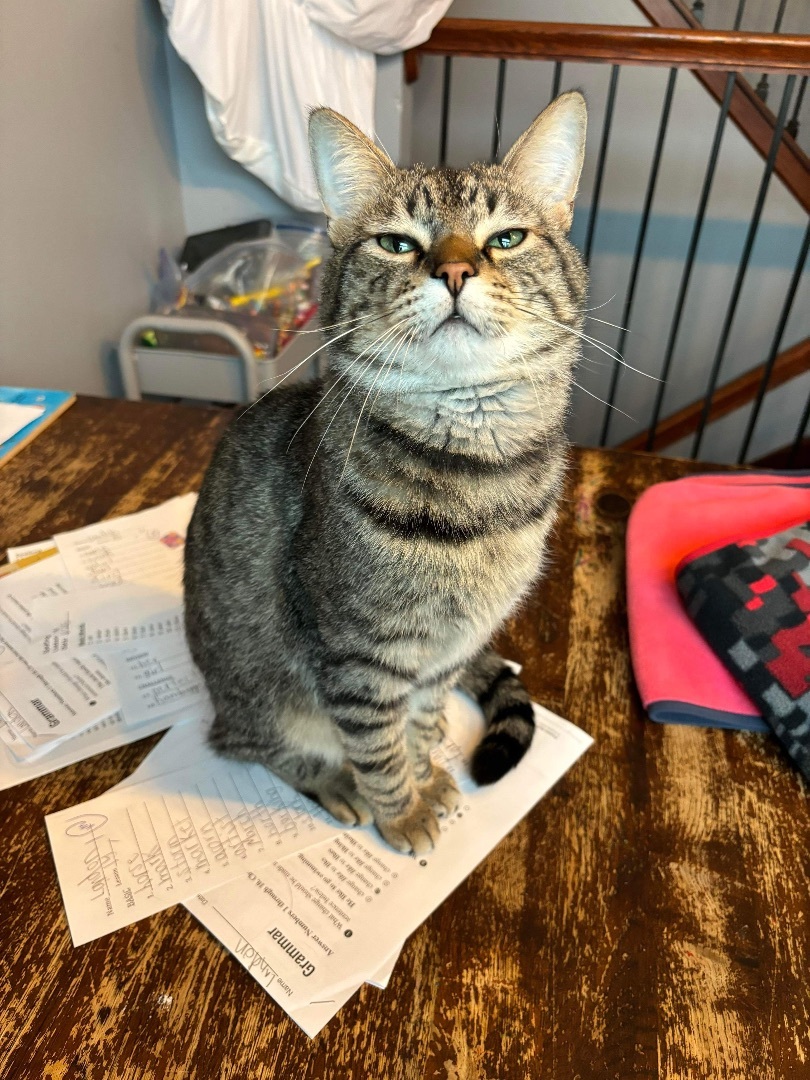 Enlarge Twist, a Adoptable mixed breed in Blaine, MN image 7/8