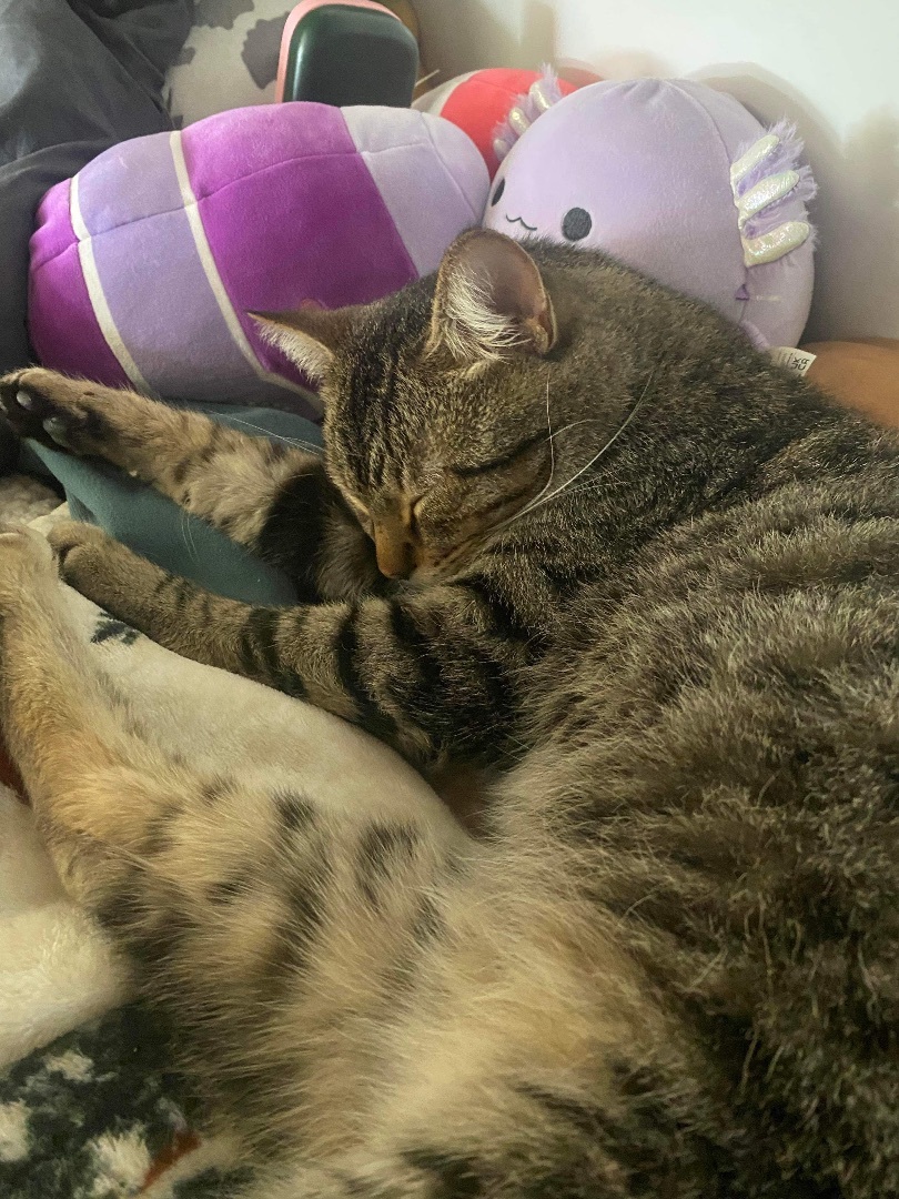 Enlarge Twist, a Adoptable mixed breed in Blaine, MN image 8/8