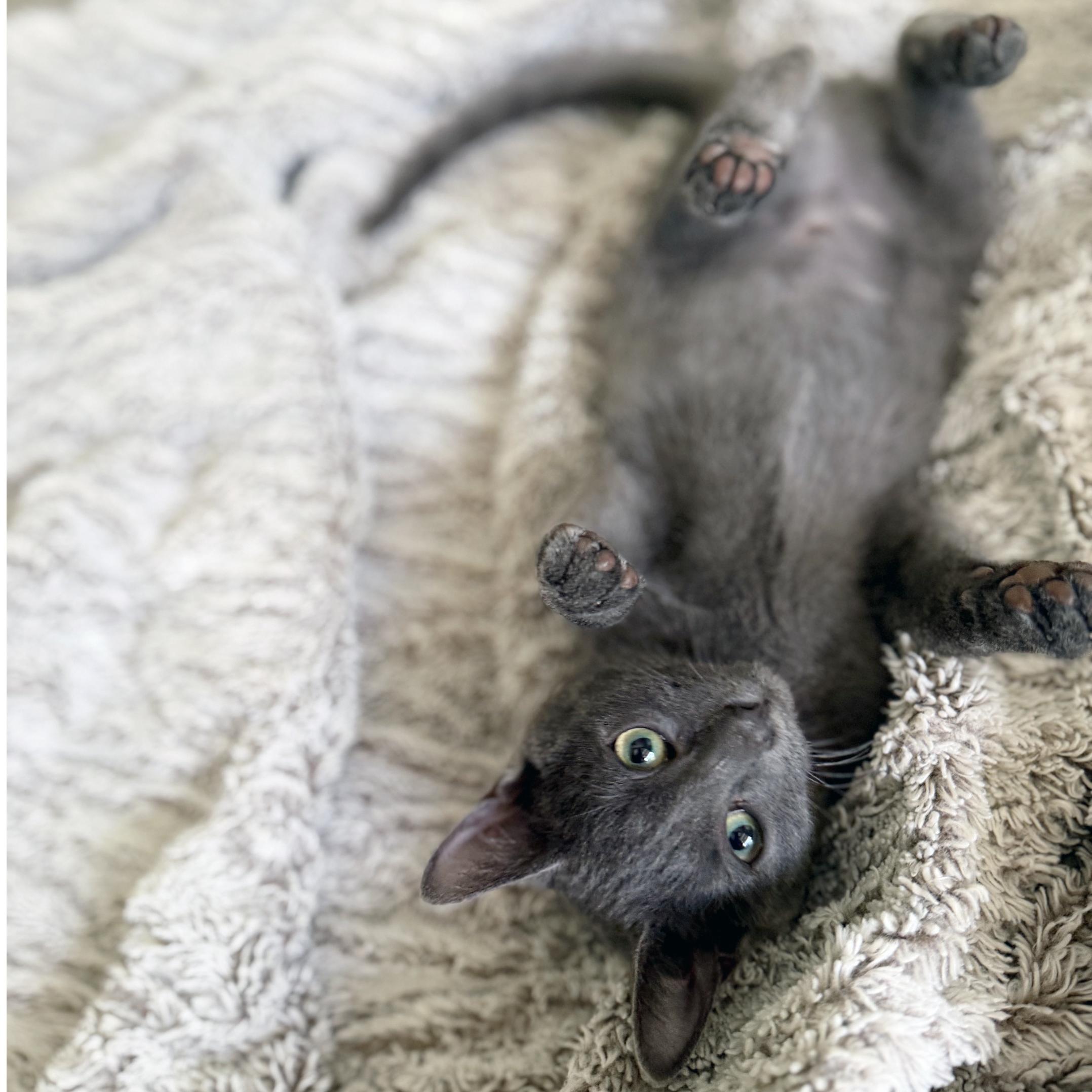 Violet, a ADOPTABLE mixed breed in Lake Monroe, FL image 2/5