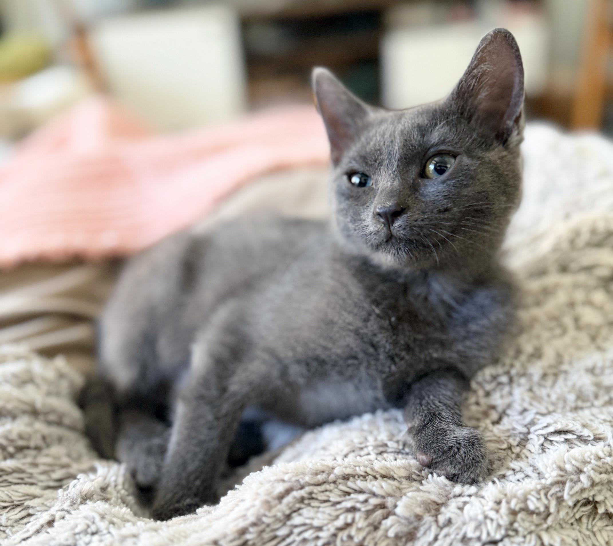 Violet, a ADOPTABLE mixed breed in Lake Monroe, FL image 3/5