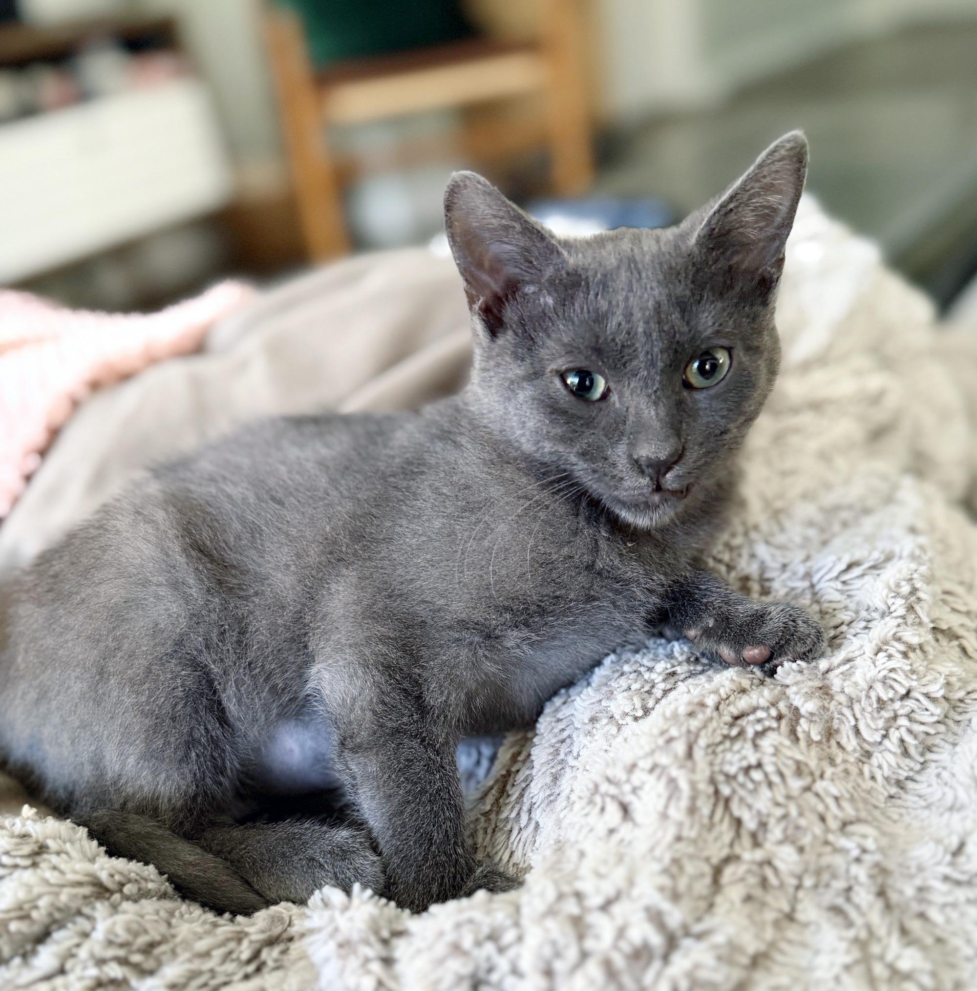 Violet, a ADOPTABLE mixed breed in Lake Monroe, FL image 5/5