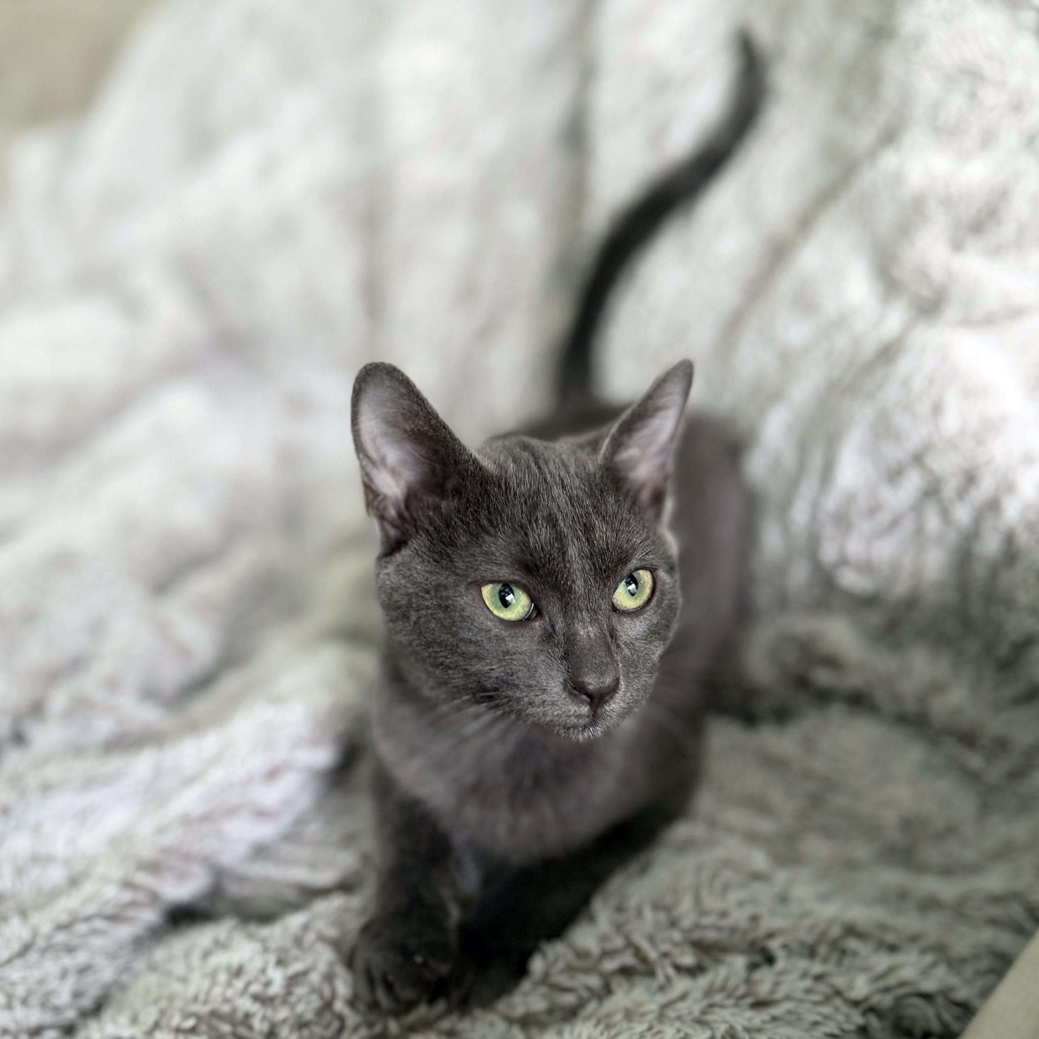 Violet, ADOPTABLE, Kitten Female Domestic Short Hair.