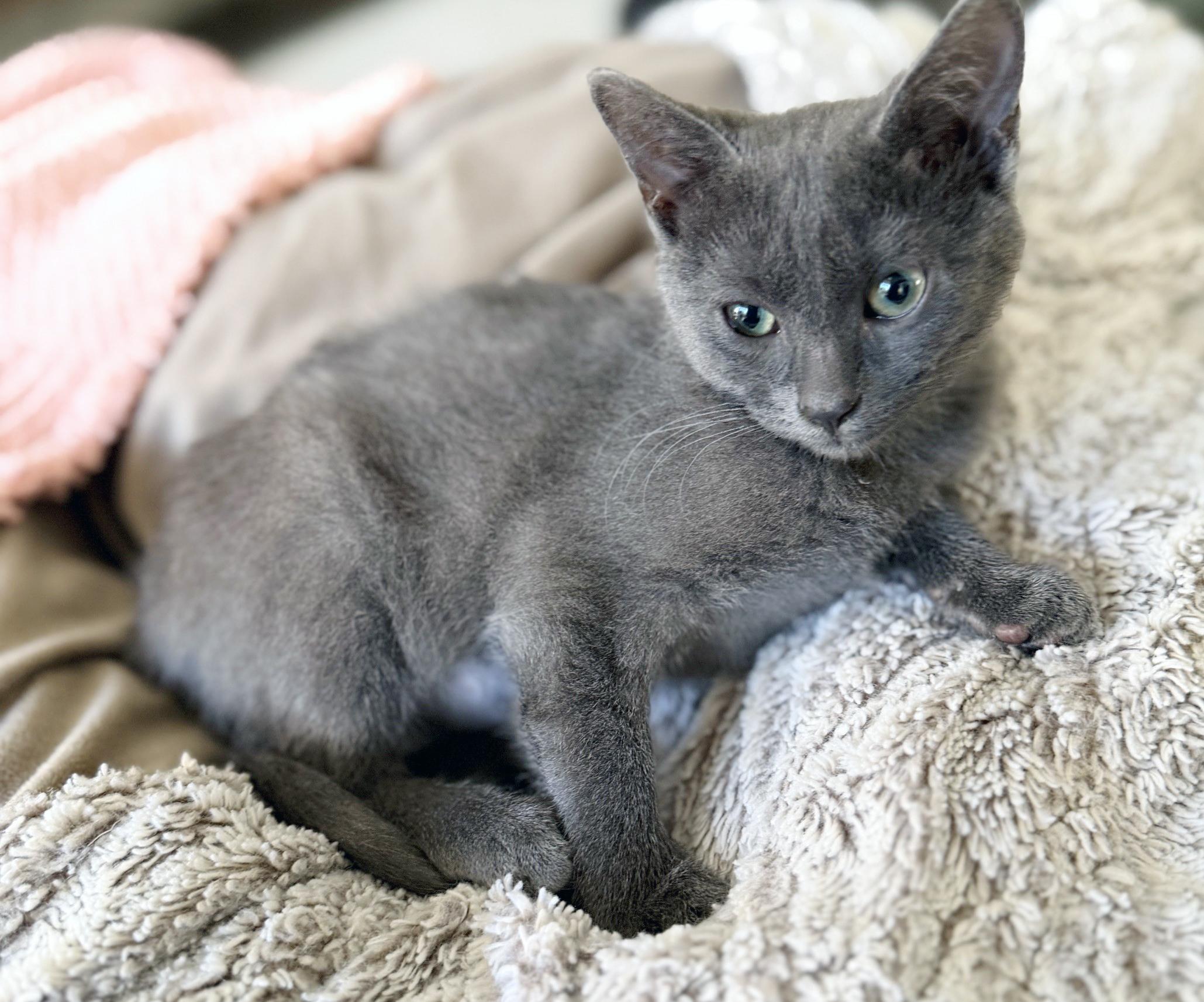 Violet, a ADOPTABLE mixed breed in Lake Monroe, FL image 4/5