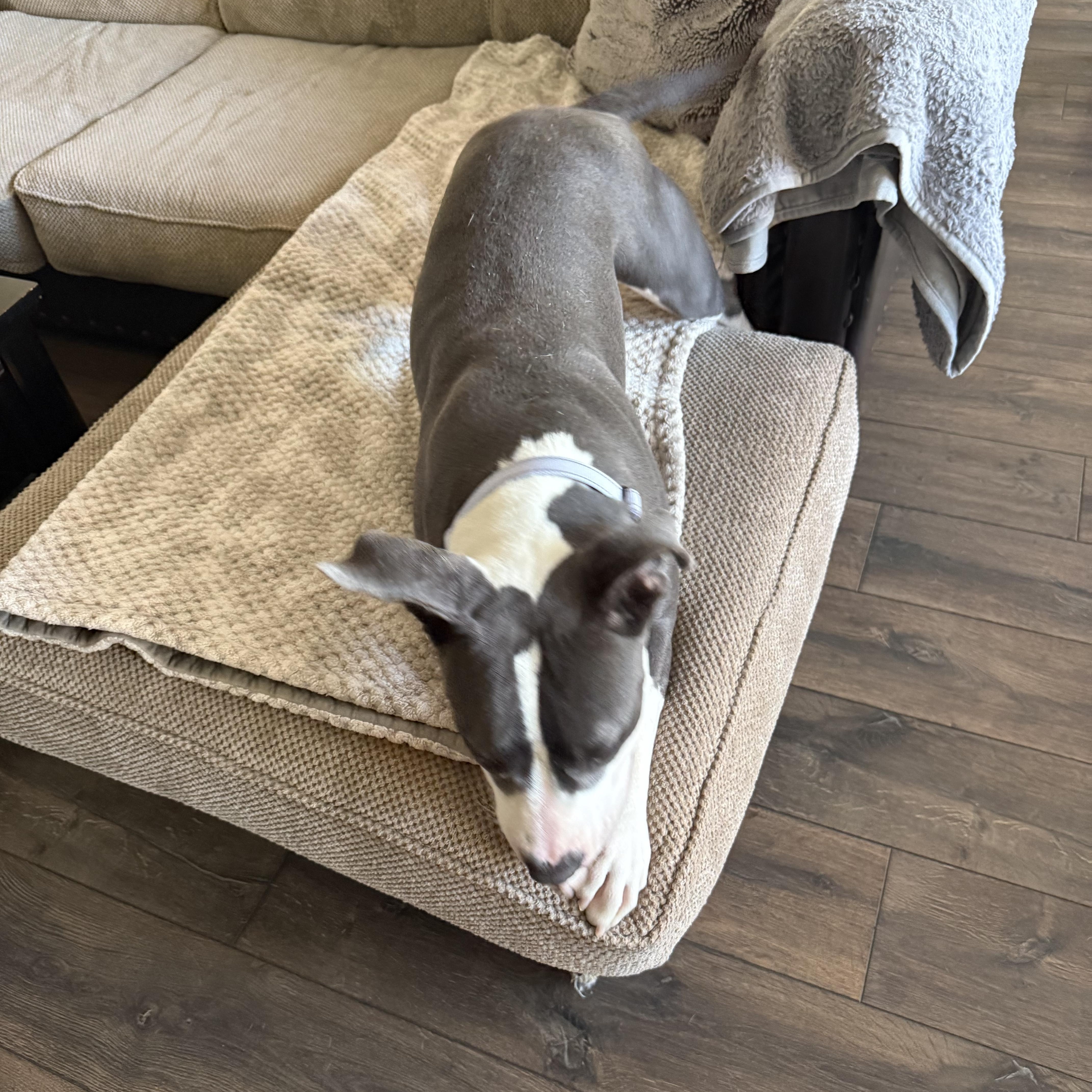 Enlarge Melanie, a Adopted Pit Bull Terrier in Murrieta , CA image 4/5