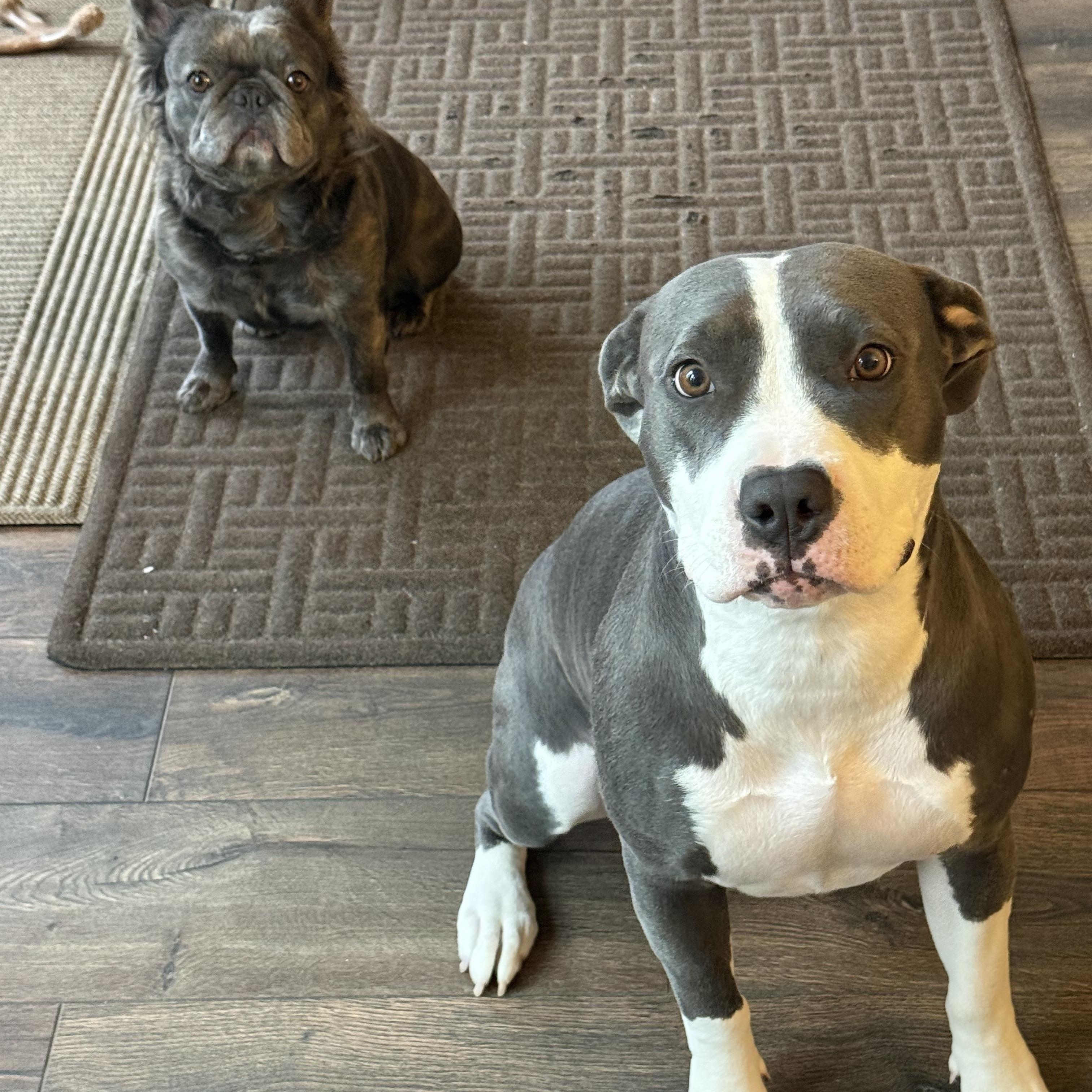 Enlarge Melanie, a Adopted Pit Bull Terrier in Murrieta , CA image 2/5