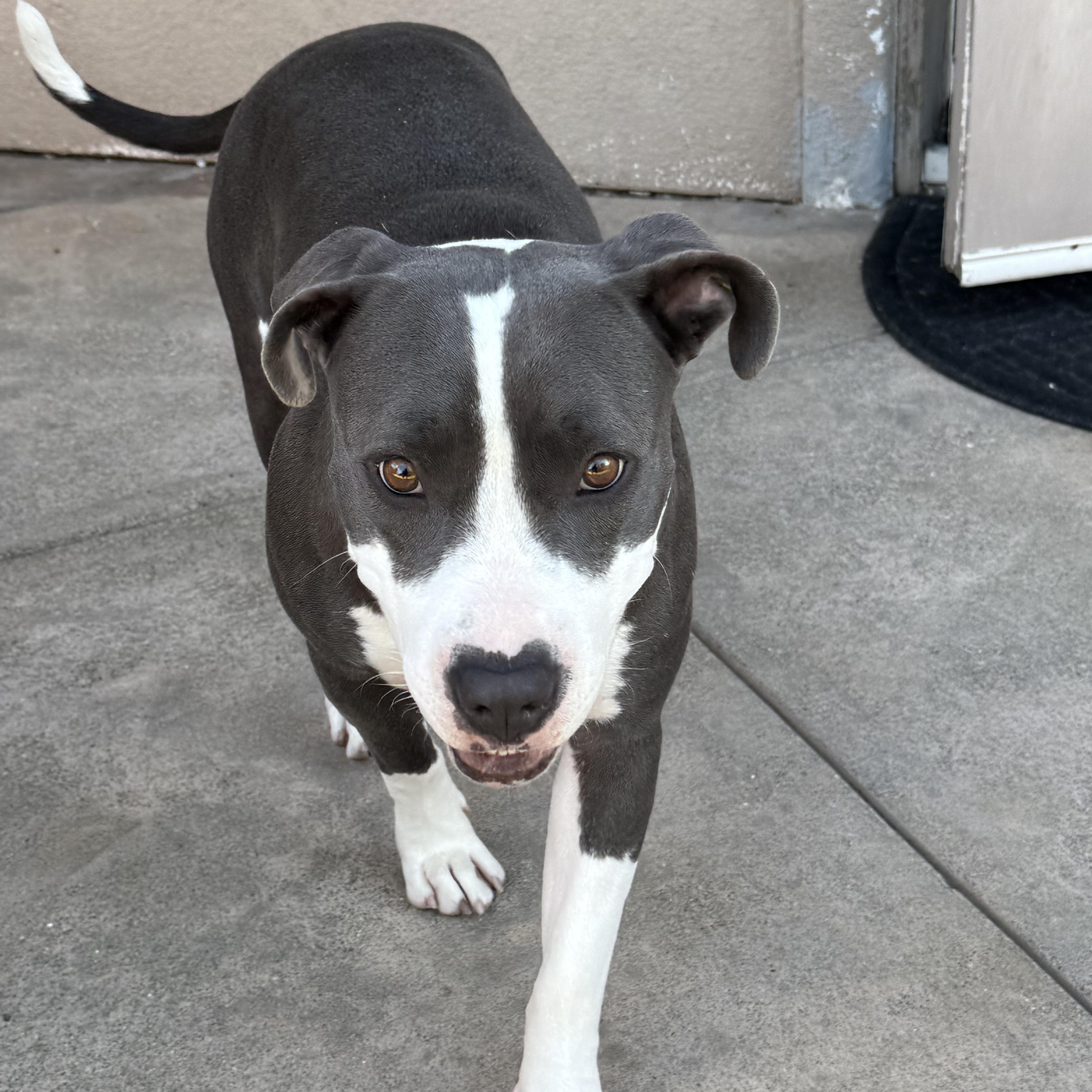 Enlarge Melanie, a Adopted Pit Bull Terrier in Murrieta , CA image 3/5