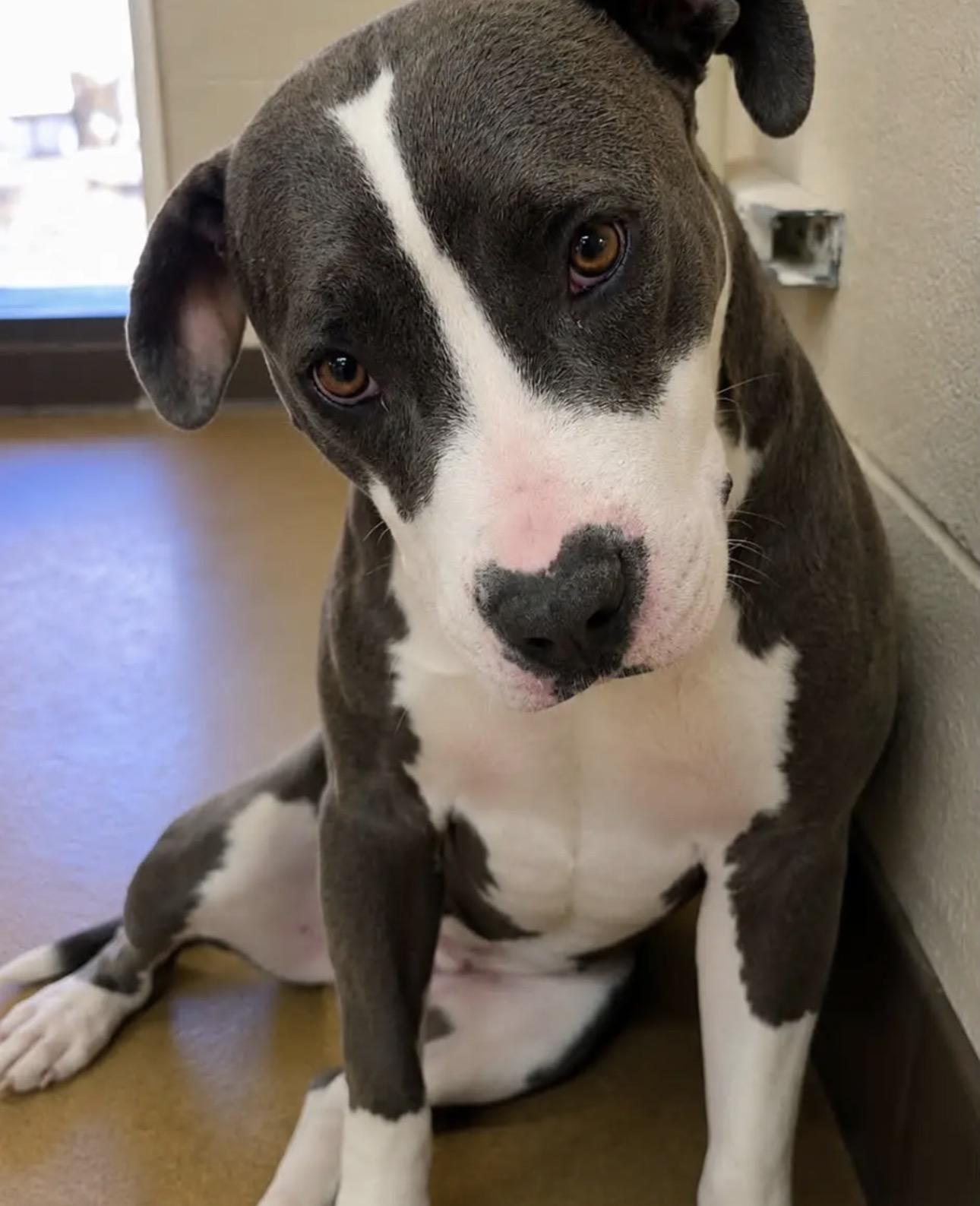 Enlarge Melanie, a Adopted Pit Bull Terrier in Murrieta , CA image 1/5