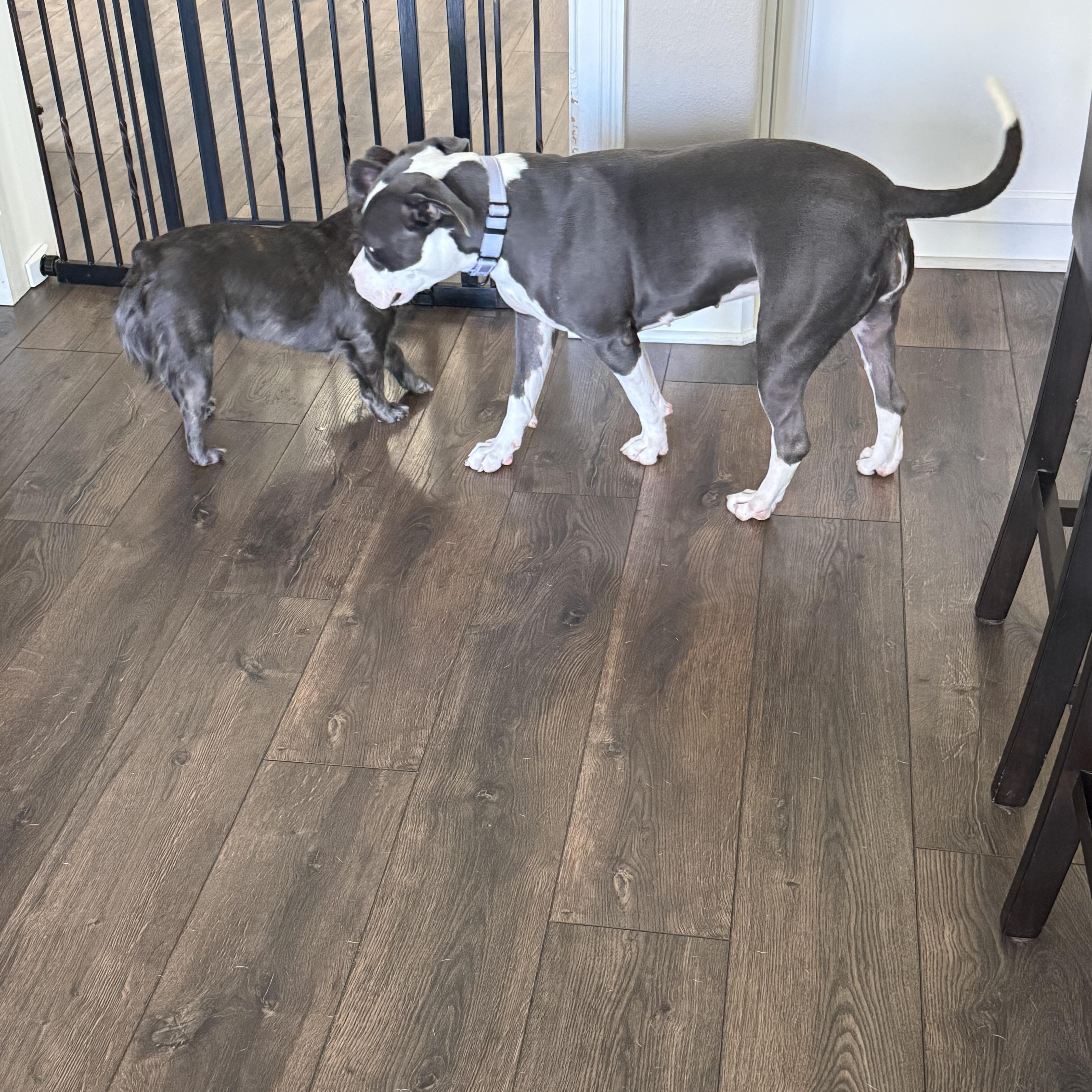 Enlarge Melanie, a Adopted Pit Bull Terrier in Murrieta , CA image 5/5