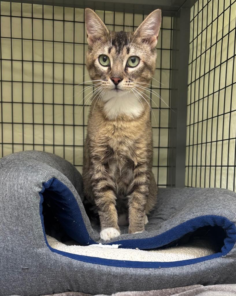 Nadja, Adoptable, Young Female Domestic Short Hair.