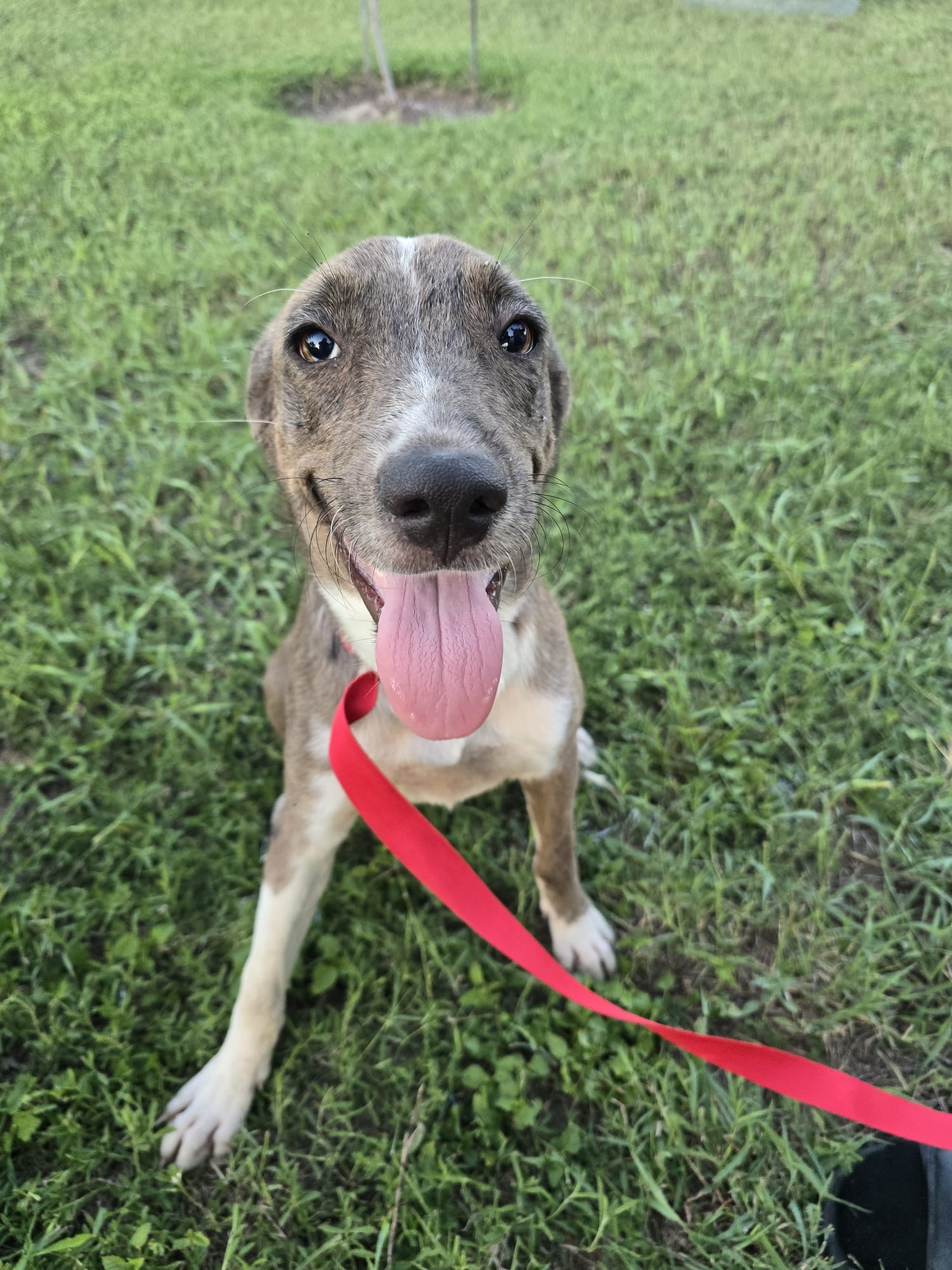 Dog for adoption Pepper, a Catahoula Leopard Dog Mix in Philadelphia