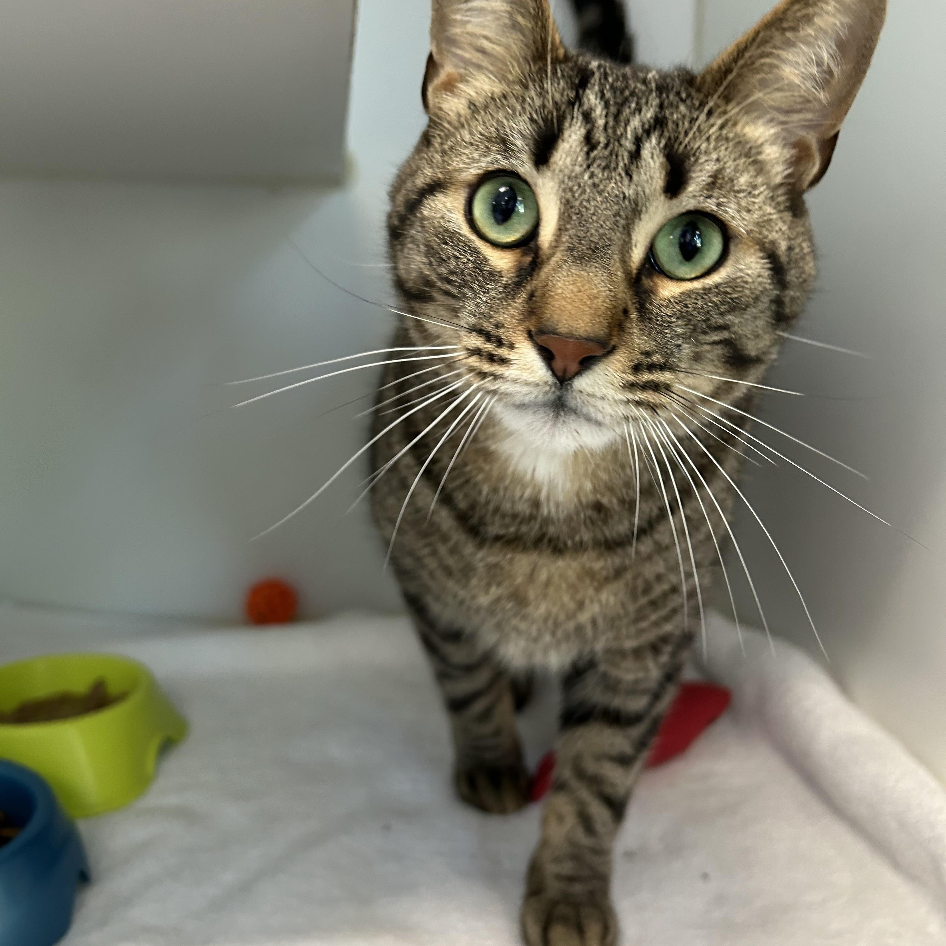 Rajah, a Adoptable Domestic Short Hair in La Grange Park, IL image 1/5