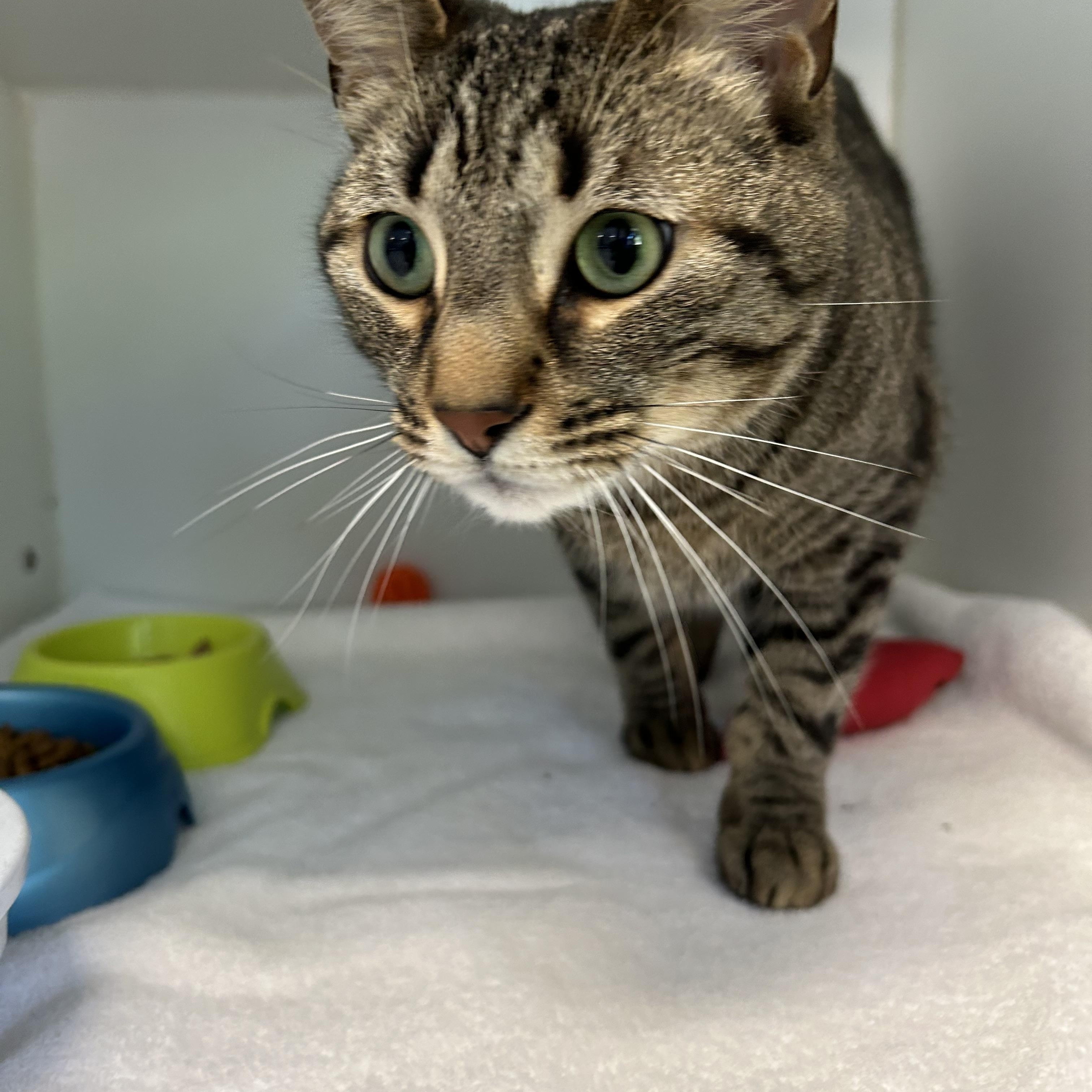 Rajah, a Adoptable Domestic Short Hair in La Grange Park, IL image 4/5