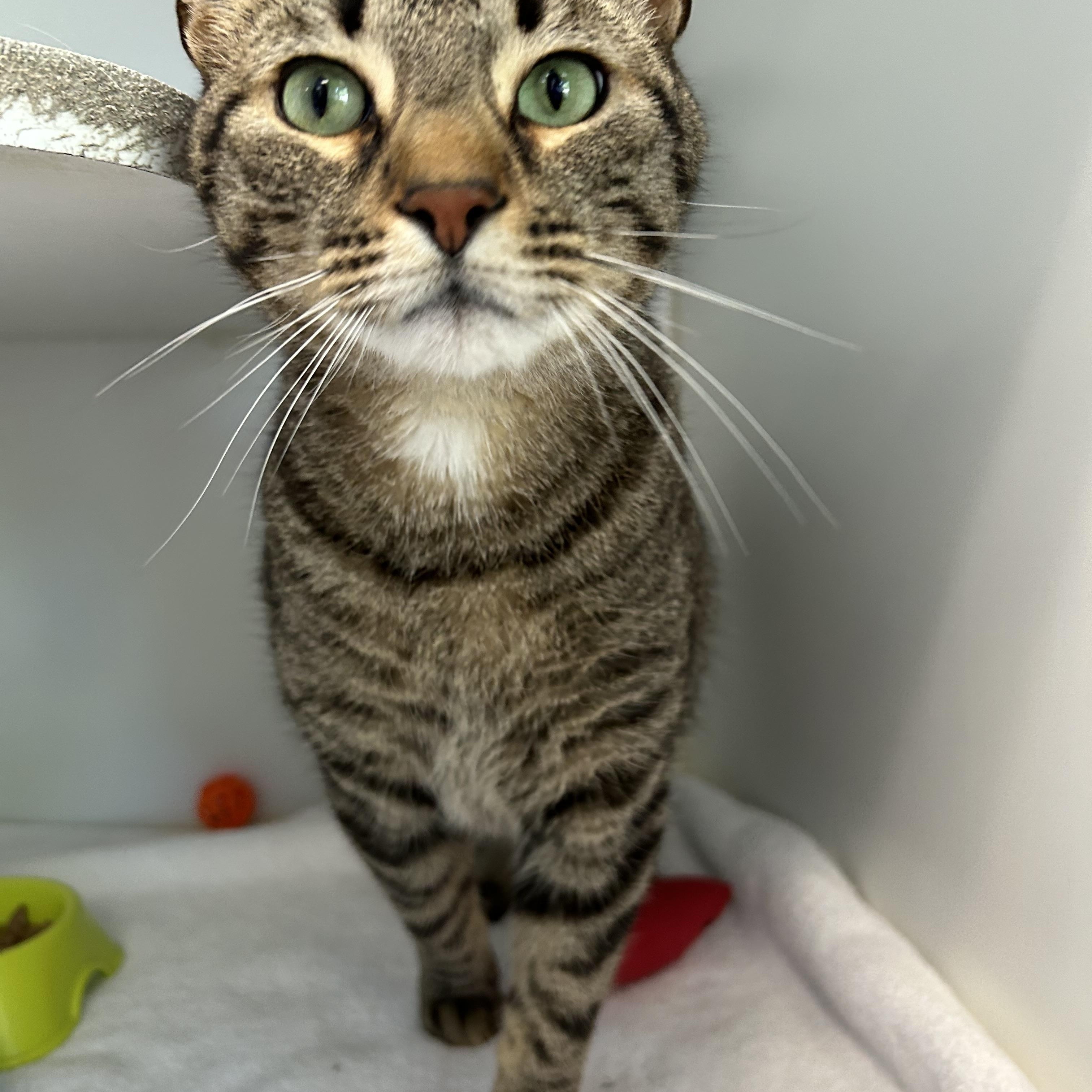 Rajah, a Adoptable Domestic Short Hair in La Grange Park, IL image 3/5