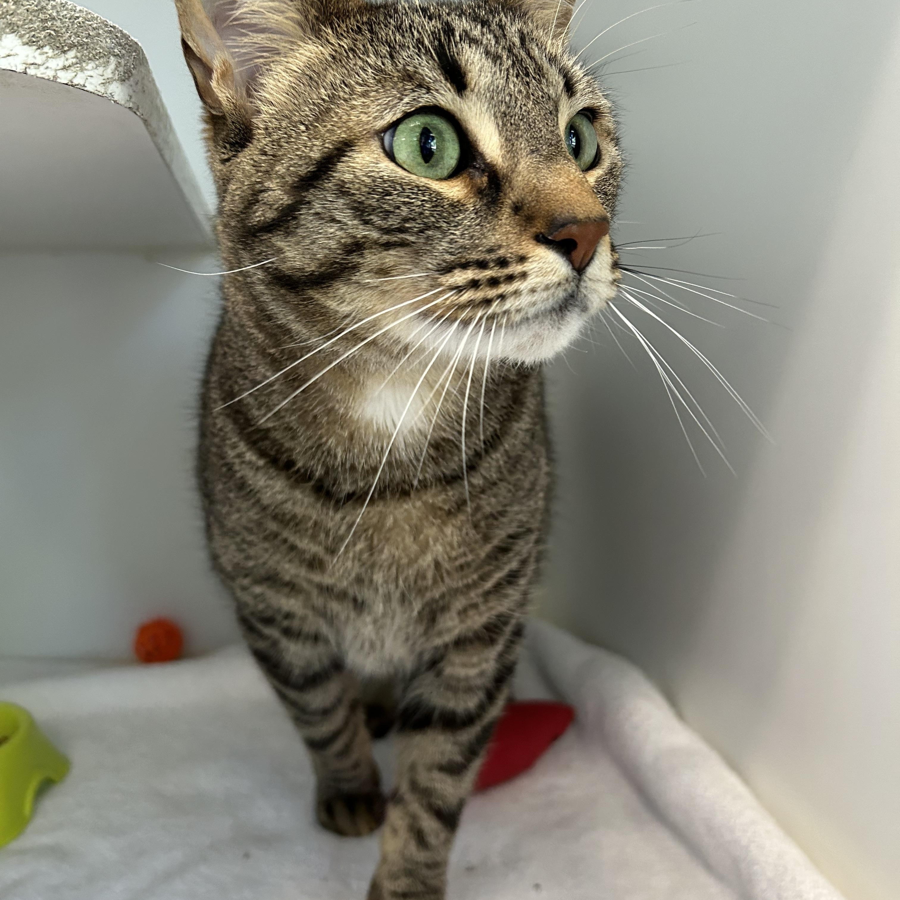 Rajah, a Adoptable Domestic Short Hair in La Grange Park, IL image 5/5